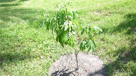 Litchi tree、longan tree 、mango tree、wampee tree、jackfruit tree、carambola tree 、zizyphus mauritiana tree 、guava tree. Sweetheart Lychee tree - Part 1 - YouTube
