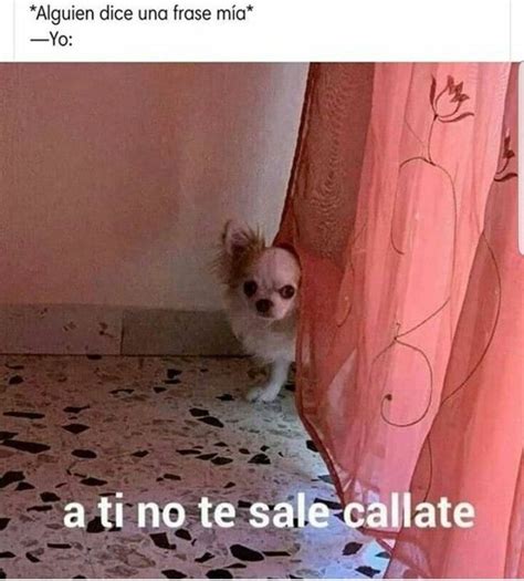 A Ti No Te Sale In 2022 Funny Spanish Memes Memes Quotes Stupid Memes