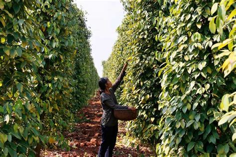 Cambodias Peppercorn Output Set To Rise Insiders Asia News