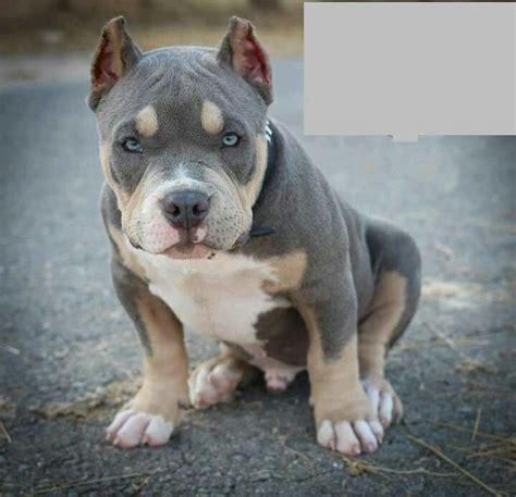 Maybe you would like to learn more about one of these? Pin by ♚Samantha♚ on Animals | Puppies, Pitbull puppies ...
