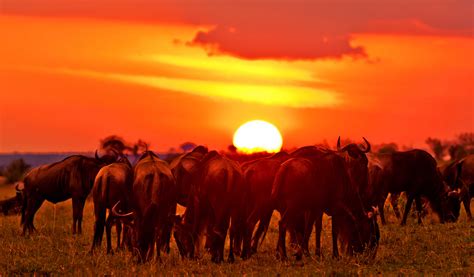 2 Days Masai Mara Joining Budget Safari In Kenya African Camping