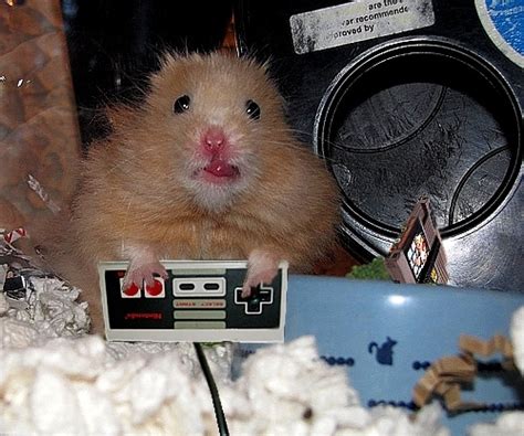 Animals With Game Controllers How I Failed Trying To Emulate The