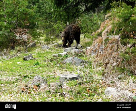 Mammals Of Bulgaria Hi Res Stock Photography And Images Alamy