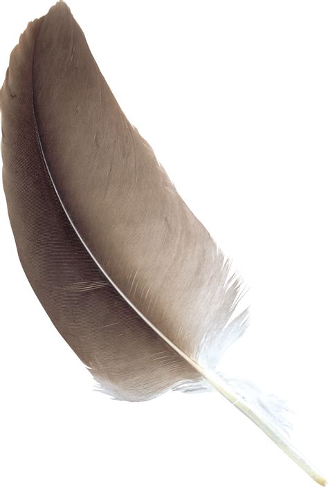 Feather Png Transparent Image Download Size 1429x2123px