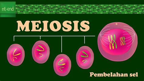 MEIOSIS Pembelahan Sel Meiosis Cell Mitosis Nt End YouTube