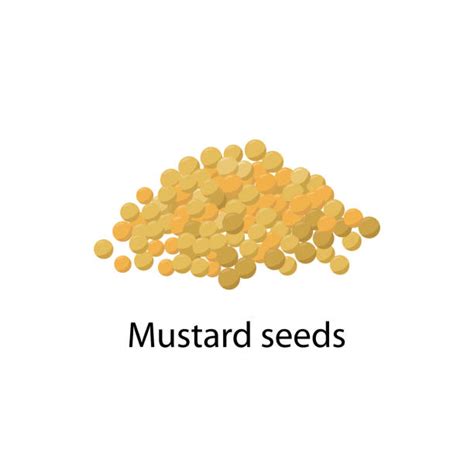 Yellow Mustard Seeds Illustrations Royalty Free Vector Graphics And Clip