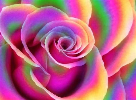 Colored Rose Rainbow Roses Colorful Roses Beautiful Roses
