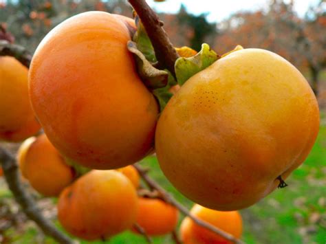 Check spelling or type a new query. Fruit Warehouse: Persimmon