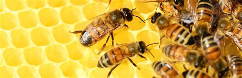 Honeybee Dance Language Bees