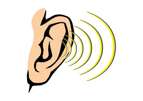 Hearing Clipart Sense Organ Hearing Sense Organ Transparent Free For