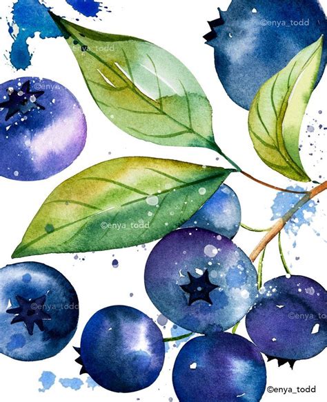 Blueberries Watercolor Illustration Illustration Watercolor