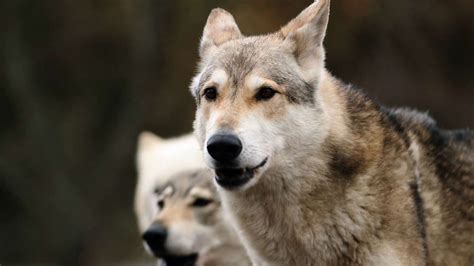 55 Border Collie Husky Wolf Mix L2sanpiero