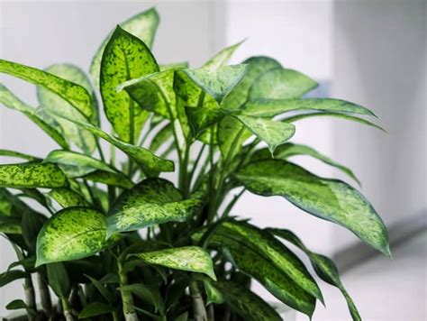 Dieffenbachia Care Complete Guide To Growing Dumb Cane Indoor Home