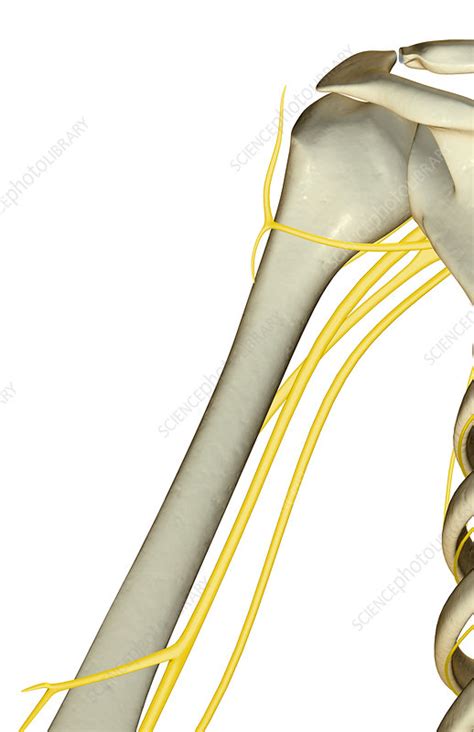 The Nerves Of The Shoulder Stock Image F0018469 Science Photo