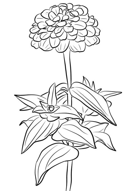 Zinnia Coloring Pages - Best Coloring Pages For Kids