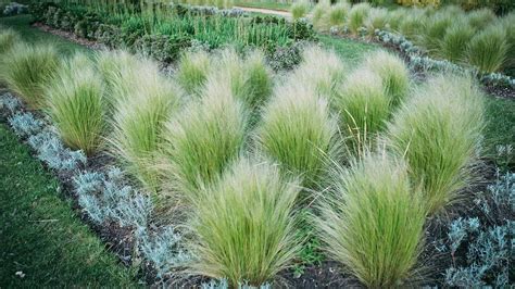 9 Prairie Grass To Elevate Your Landscaping