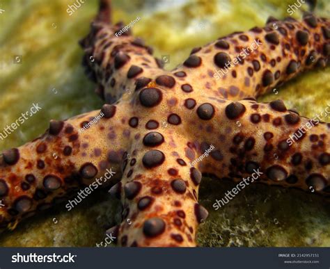 Gomophia Egyptiaca Egyptian Sea Star Starfish Stock Photo 2142957151