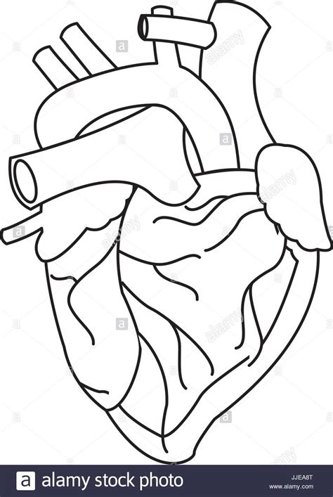 Human Heart Medical Anatomical Artery Stock Vector Image And Art Alamy