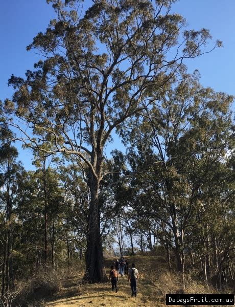 The grey ironbark is botanically called eucalyptus paniculata. Eucalyptus Grey Ironbark Tree - Eucalyptus paniculata