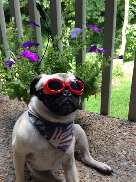 Coconutthepug Its Summer Time Cute Pugs Cute Pug Pictures Pug Love