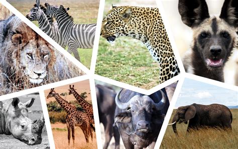 Top 8 Kenya Safari Animals And Where To See Them Kenya Geographic