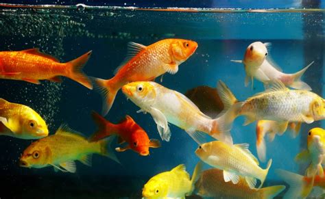 Keeping Koi In A Fish Tank Is It Possible
