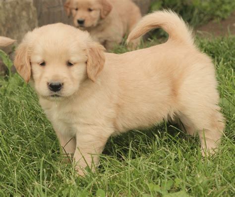 Before buying a dog, it's important to make sure you are comfortable with the breeder's decisions about your puppy. A Boatload of Sunshiny Golden Puppies Photos! - Windy Knoll Golden Retrievers