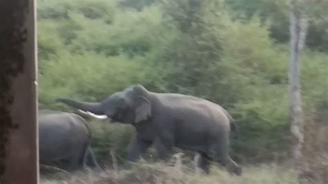 Elephant Mating Bandhipur National Park Youtube