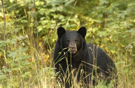 Bear Essentials Conservation Boosts Michigans Black Bear Population