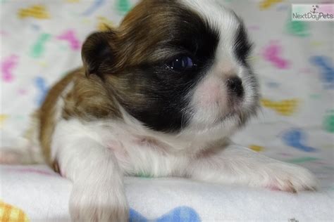 We did not find results for: Shih Tzu puppy for sale near Salina, Kansas. | f1277fb9-0e81