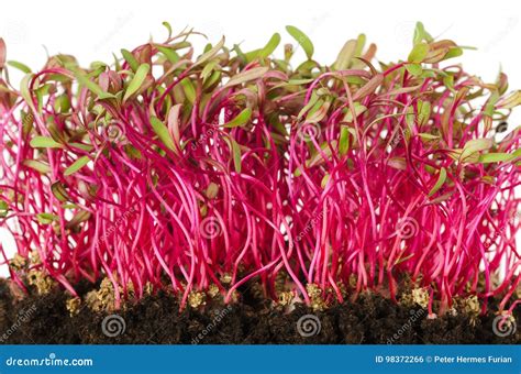 Red Beetroot Sprouts Front View Stock Photo Image Of Fresh Soil