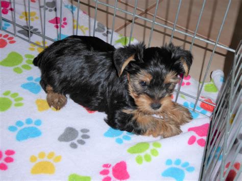 Charlie Male Yorkshire Terrier Buy Puppies In Tucson With The Paw Palace