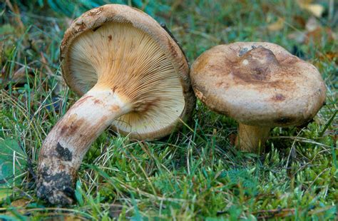 Les champignons toxiques au Québec | CarlBoileau.com
