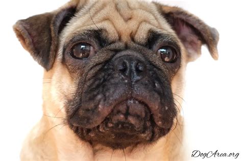 Pugs Acne Symptoms Causes Prevention Treatment Dogarea