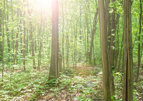 Summer Fresh Green Deciduous Forest With A Trail Panorama Stock