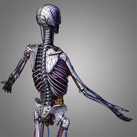 Characteristic of the vertebrate form, the human body has an internal skeleton with a backbone, and, as with the mammalian form, it has hair and mammary glands. human female body anatomy 3d max