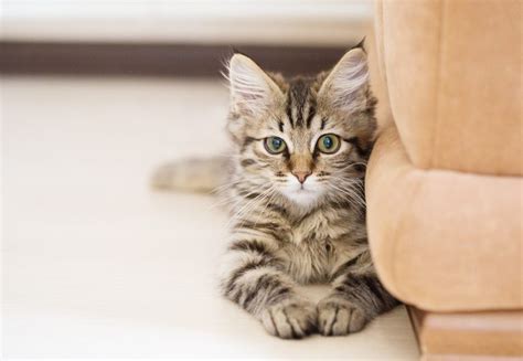 We would advise spending some time with a. 10 Hypoallergenic Cats For Those With Bad Allergies