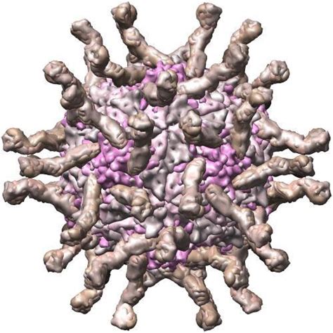 Rcsb Pdb Nn Cryoem Structure Of Poliovirus Receptor Bound To