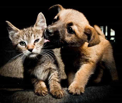 5 Consejos Para Meter A Un Gato En Una Casa Con Perros Sentido Animal