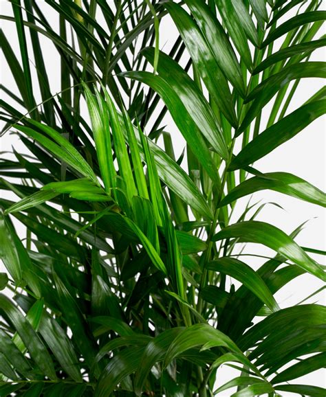 Buy Large Potted Bamboo Palm Indoor Plant Bloomscape
