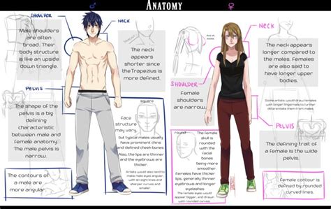Men and women's bodies can range all the way from the marked characters we have just seen, to an here's some ways you can apply them so you're prepared for your next human anatomy. Tutorial: Male and Female Anatomy by deadTwinkies on ...