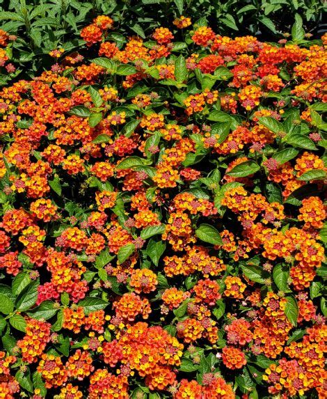 Hot Blooded Red Lantana Tropical Plants Almost Eden