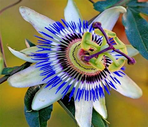 Blue Passion Flower White Passion Blue Flower Hd Wallpaper Peakpx