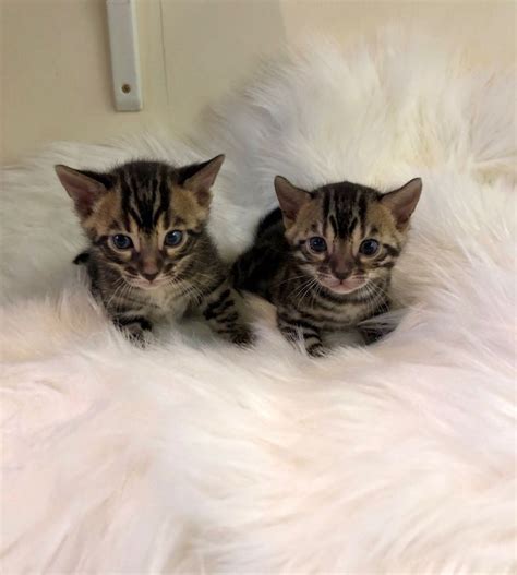 bengal kittens for sale adoption from auckland abra classifieds philippines