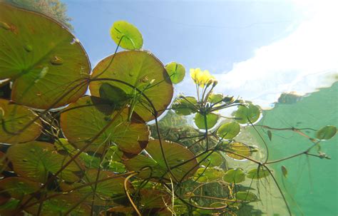 Free Images Tree Branch Photography Meadow Sunlight Leaf