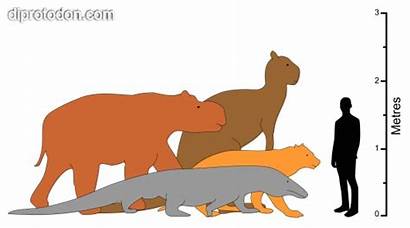 Megafauna Age Ice Diprotodon Australia Giant Marsupial