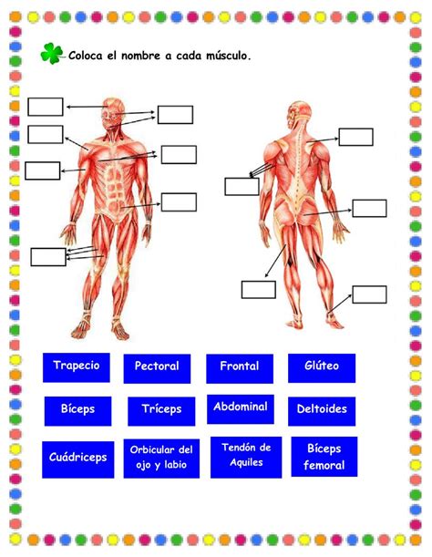 Actividad Online De Sistema Muscular