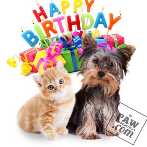 Happy Birthday From The Cat And Dog Cat Meme Stock Pictures And Photos