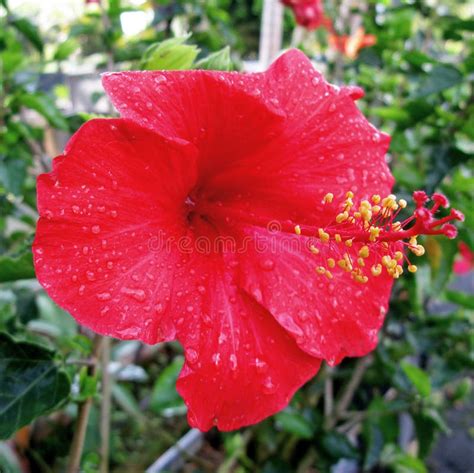 Red Hibiscus Flower Stock Photo Image Of Flower Flowers 78862550