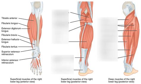 Leg Muscles Posterior Diagram Quizlet